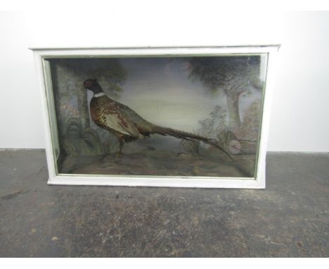 Vintage cased taxidermy pheasent 111cm x 55cm x 32cm 
