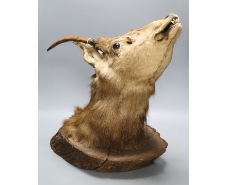 A taxidermy stag's head wall trophy