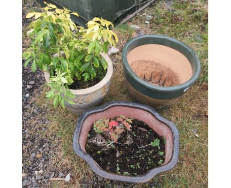 Potted Mexican Orange Blossom plant in large glazed ceramic pot; ceramic pot with glazed Japanese-style design etc. (3)POA  h