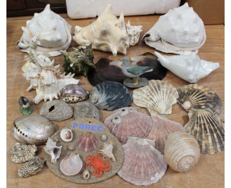 A collection of assorted sea shells etc.