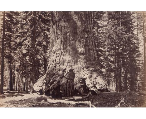 Watkins, Carleton E. -- Galen Clark in front of the "Grizzly Giant"; Fallen tree in Mariposa Grove, "Father of the Forest". 1