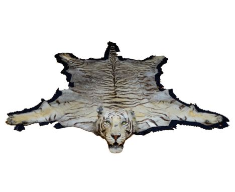 A Van Ingen & Van Ingen Bengal Tiger (Panthera Tigris Tigris) Skin Rug, the head mounted on wood with an open mouth showing t