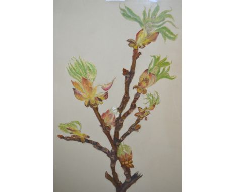 Beatrice E. Brooks, group of three watercolour botanical studies, together with another by the same artist, garden scene and 