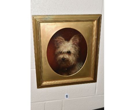 AN EARLY 20TH CENTURY PORTRAIT OF A TERRIER, no visible signature, oil on board, approximate maximum dimensions 29cm x 24cm, 