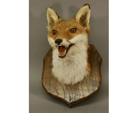 A TAXIDERMY FOX MASK, Vulpes vulpes, mounted on a shield-form oak plaque, by David Forster (Cumbrian Taxidermy). 24cm  CONDIT