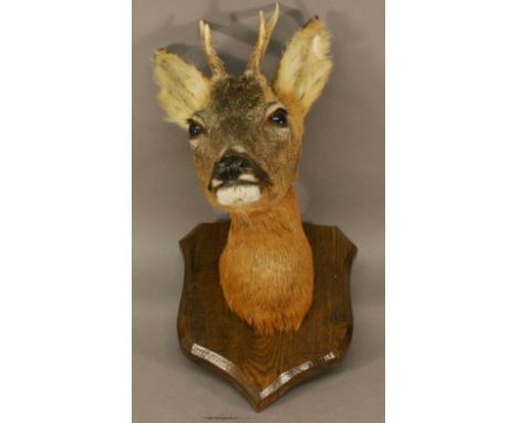 A TAXIDERMY ROE DEER HUNTING TROPHY, Capreolus capreolus, neck mounted to an oak shield-form plaque, by David Forster (Cumbri