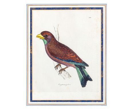 English School, early 20th century, Five hand coloured etchings of exotic birds, comprising Momotus Platyrhynchus (Broad-bill