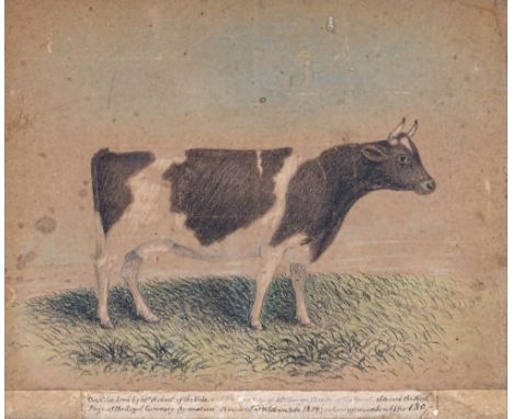 19th century English School, Portrait of a prize Guernsey cow coloured conte crayon, inscribed to pastedown ‘This cow bred by