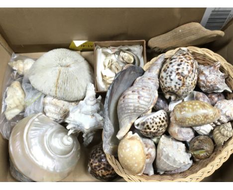 A collection of assorted sea shells and other.