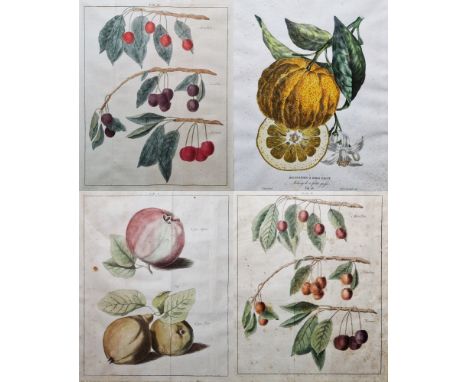 After Johann Hermann Knoop (1700-1769) Seven hand coloured botanical engraved plates, depicting fruits, including cherries, a