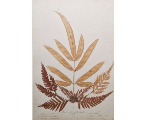 Set of 16 pressed botanical specimens, each having pen and ink inscriptions and titles, including Pteris Argyrea Fertile, Asp