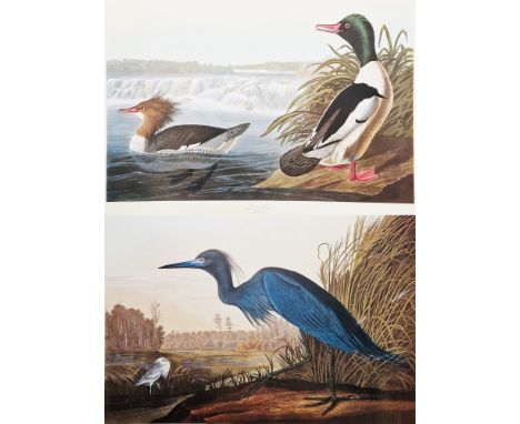 After John James Audubon (1785-1851) Colour print "Goosanders", engraved by J. Havell, framed (without glass), mount aperture