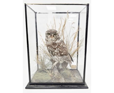 Late 19th / early 20th century taxidermy Little Owl in a naturalistic setting, contained in a glass display case&nbsp; (top o