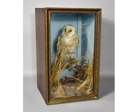 An Early 20th Century Taxidermy Study&nbsp;of a Barn Owl (Tyto Alba), contained in stained wood glass display case, with natu