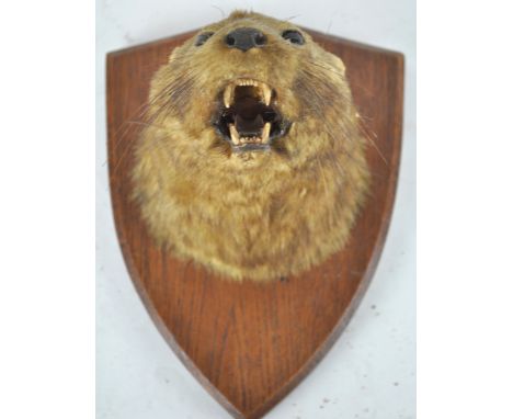 Taxidermy : An otter head (lontra canadensis), mounted on a panel, 25cm high