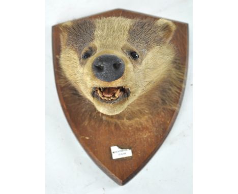 Taxidermy : A badger head (meles meles), mounted on a panel marked (?) Heathayne 13.9.49, 28cm high