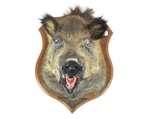 Taxidermy : A boar head (susscrofa), mounted on a panel marked Pierrefitte sue Sauldre L G, La Vilaudiere 13.11.1976, 44cm hi