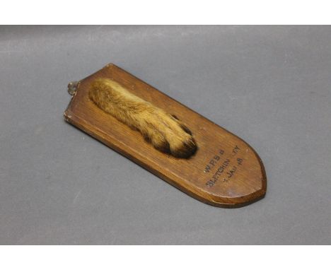 Taxidermy - Army &amp; Navy Stores hare pad mounted on oak shield, with inscription below "W.P.B. B Bletchingley January 48",