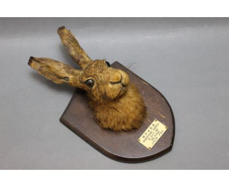 Taxidermy - Army &amp; Navy hare mask mounted on oak shield, with plaque "W.P. The Andmark B.B., Godstone Green 19th October 