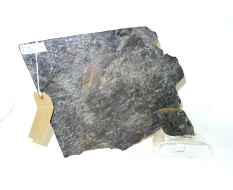 An unusual fern fossil plaque, Forest of Dean carboniferous, 35cm wide  and a root section from a giant licopod tree, 13cm hi