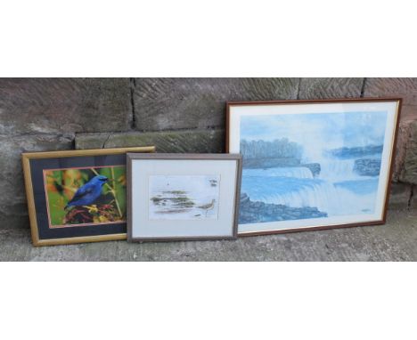 A mixed collection of framed artwork to include a John Geary print, a Roger Neckles photograph of a Purple Honeycreeper and a