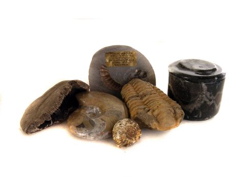 A small fossil and mineral collection, to include Dicalymene Trilobite, Jurassic Ammonite, Frosterley Marble and more (parcel