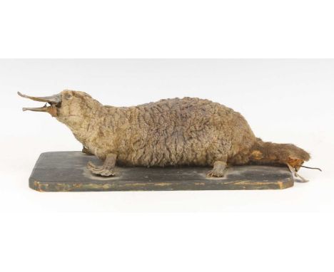 A Victorian Duck-Billed Platypus (Ornithorhynchus anatinus), mounted in recumbent pose with beak raised, on a stained pine pl