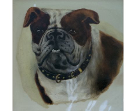 English School, 19th Century, dog portrait, oil on opaque panel, unsigned.  24cm x 24cm.  Damaged.