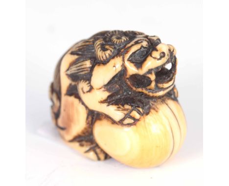 A SMALL 19TH CENTURY JAPANESE CARVED IVORY NETSUKE OF A SHISHI CROUCHED OVER A BALL 2.5cm high 3cm wide.