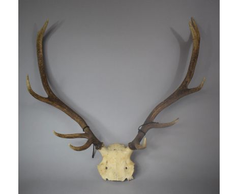 A Vintage Set of Five Point Trophy Antlers 