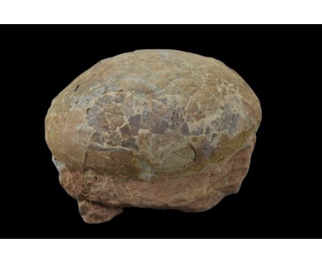Genuine Fossilised Dinosaur Egg – Hadrosaur. Length 16.5cm (6.5 inches). Cretaceous period (c. 85 – 65 million years ago). Fr