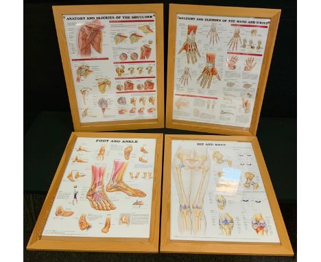 A Medical print,  Foot and Ankle;  others Anatomy of the Shoulder, Hands etc, 69cm x 49cm (4) 