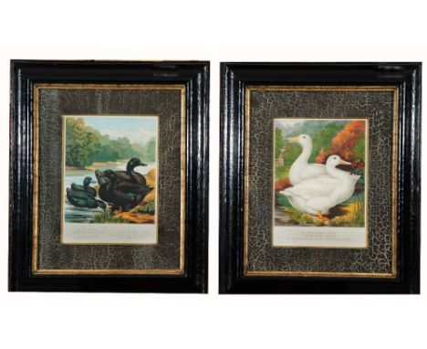 VINCENT BROOKS, DAY & SON (LITHOGRAPHERS) 'Mrs Mary Seamon's Pair of Aylesbury Ducks', chromo-lithograph, 23 x 17cm; and one 