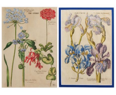 JAN THEODORE DE BRY (1561-1623) Tab CCLXXXV and Tab CXCVI, two hand-coloured botanical engravings from the 'Florilegium Renov