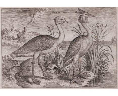 Adriaen Collaert (1560-1618) - Two Waders -  Avium Vivae Icones  /  Description:  A grand korhaan and a great fuit on the ban
