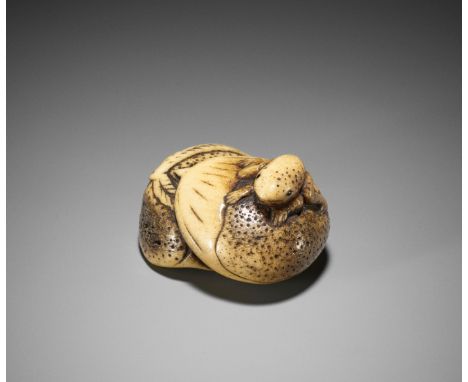 A STAG ANTLER NETSUKE OF A FROG ON CHESTNUTSJapan, 18th century, Edo period (1615-1868)Carved as two large chestnuts on top o
