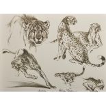 William Timyon (20th Century) American. "Cheetahs", Print, 14.5" x 19.5".