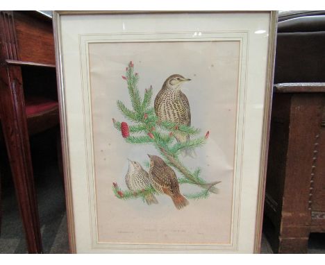 A John Gould coloured lithograph, framed, titled "The Mistle Thrush" circa 1870, 54cm x 36cm