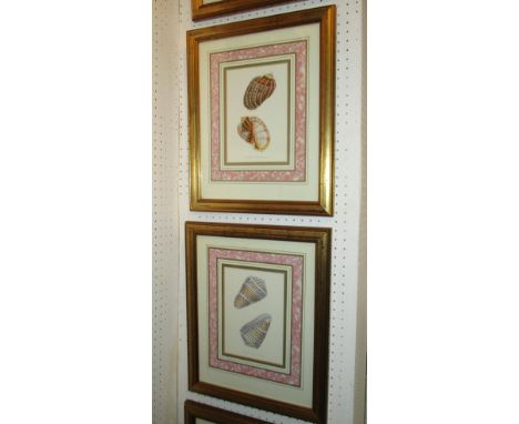 STUDIES OF SHELLS, series of five prints, 22cm x 15cm and 25cm x 20cm, framed and glazed. (5)