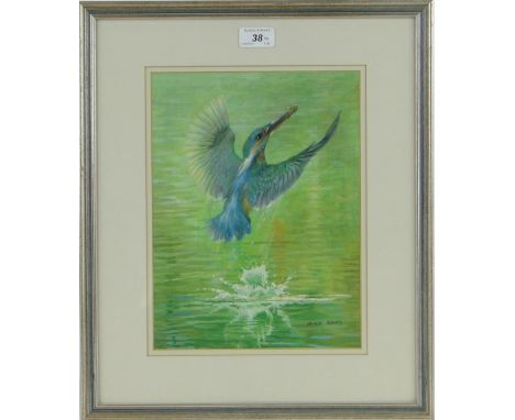Spencer Roberts (born 1920),
watercolour, Kingfisher, 12" x 9" and a pencil sketch by the same hand, both framed, (2).