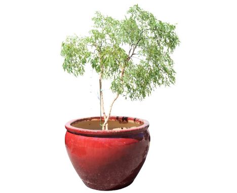 Glazed ceramic planter for outdoor use, with plant. Size: 25 x 18 in.