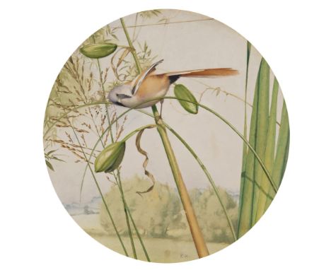 ‡ Keith Henderson RWS, OBE (1883-1982) A Bearded Reedling Signed with initials, also signed, titled and inscribed verso Water