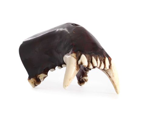 An unusual netsuke,19th century, formed from the upper jaw of a fox, black lacquered and painted red, the himotoshi to the to