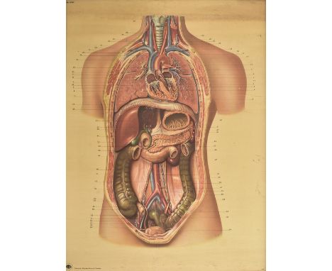Of Anatomical Interest - A German vintage 20th century mounted card anatomy poster of the human body from the Deutsches Hygen