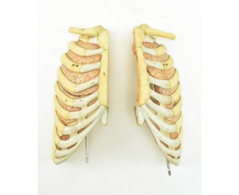 Anatomical interest - A vintage 20th century painted acrylic anatomic scientific study of human anatomy &amp; lungs. Each dep