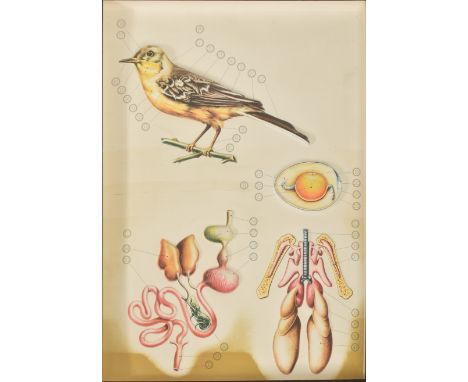 Anatomical interest - An Italian vintage 20th century moulded acrylic anatomical scientific poster. The poster depicting the 