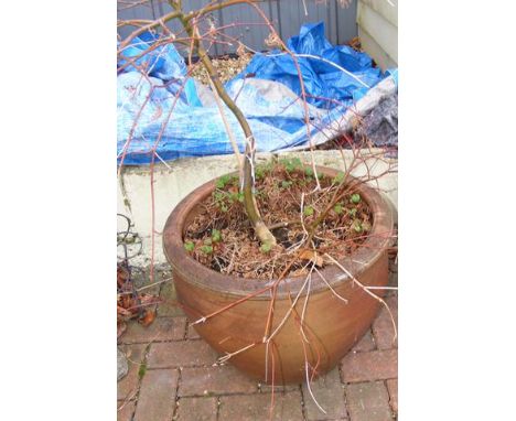 A large terracotta planter with shrub 