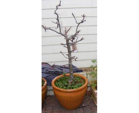 A large terracotta planter with shrub/tree 