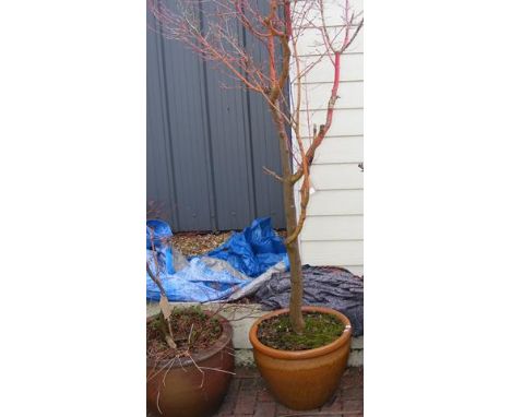 A large terracotta planter with tree 