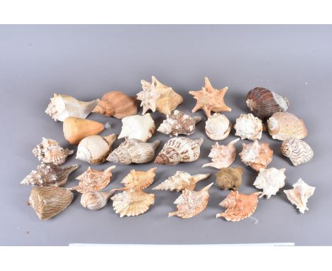 A large collection of various shells, including Fasciolaria Tulipa (The True Tulip), Cassis Tessellata (The West African Helm